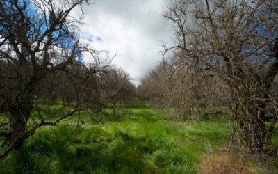 End of the Drought: Central Valley Tree-velogue