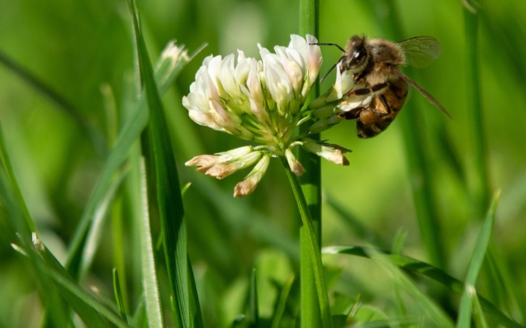 Leave the Plunger Alone, and Let Your Clover Grow